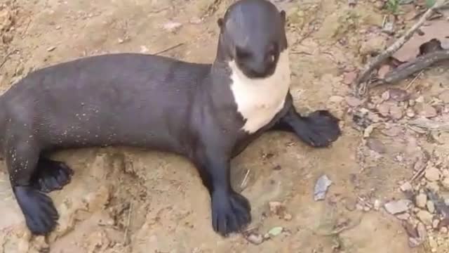 Person Interacts with Friendly Otters in Brazil