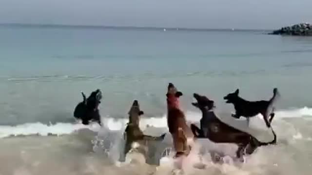 Sea view dogs have fun