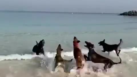 Sea view dogs have fun