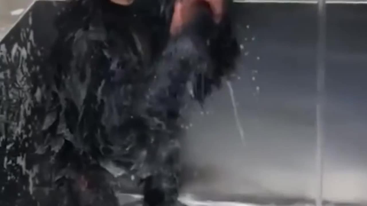 funny animals video