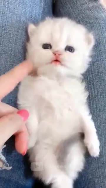 Funniest Animals - Best Of The 2021 Funny Animal Videos #2 Super Funny Dog Videos