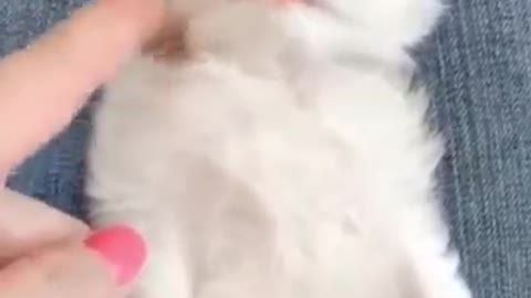 Funniest Animals - Best Of The 2021 Funny Animal Videos #2 Super Funny Dog Videos