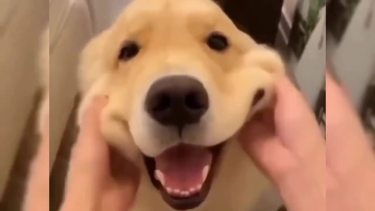 Cute funny cat and dog most beautiful
