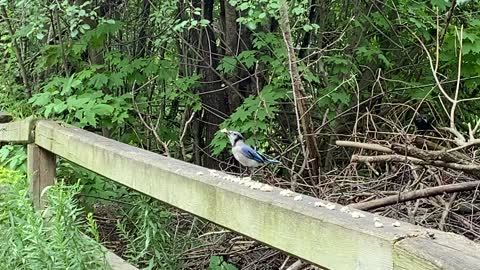 Blue Jay quick bite 12