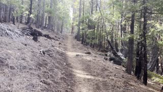 Climbing Up the Steady Incline Forest Segment of Black Butte Trail – Central Oregon – 4K