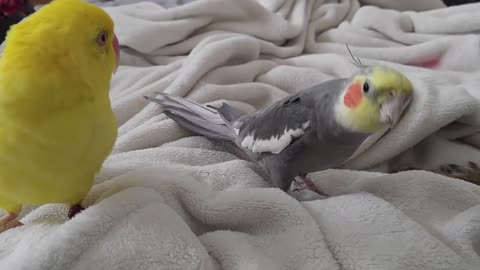 Cockatiel singing and talking to cat
