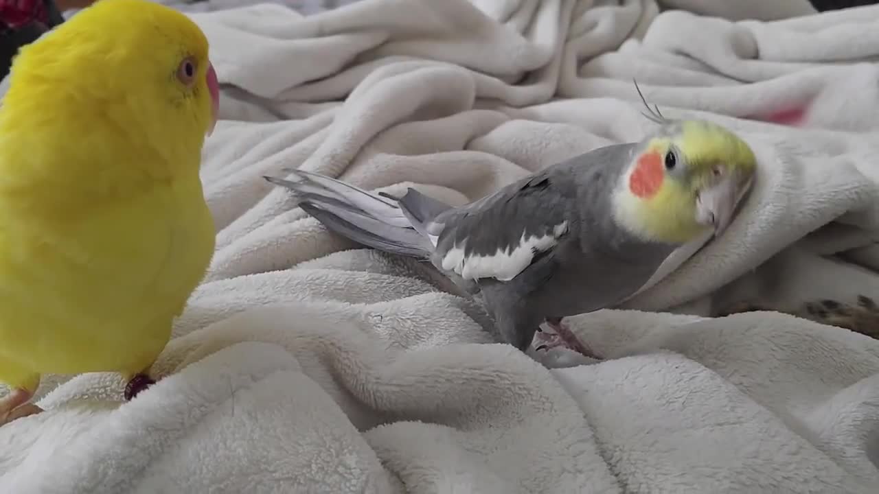 Cockatiel singing and talking to cat