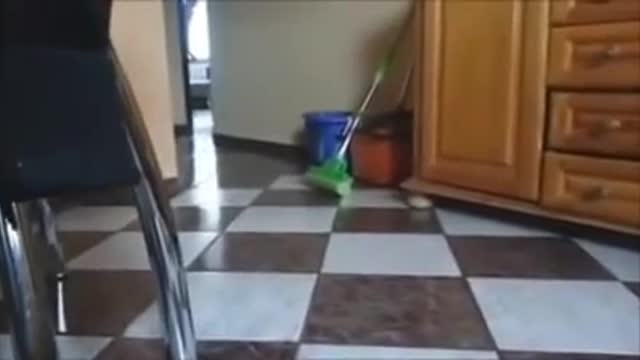 Cat and dog wrc sound funny drift