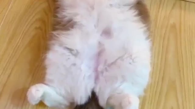 Look at the sleeping position of my cat What is your cat's sleeping position?
