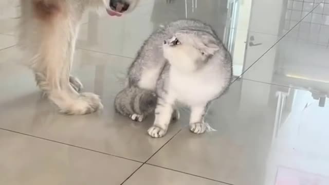 🐶Husky stop angry cat🐱 fight