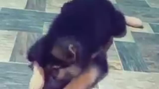 Funny dogs in sri lanka
