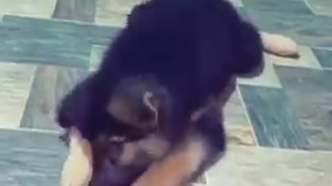 Funny dogs in sri lanka