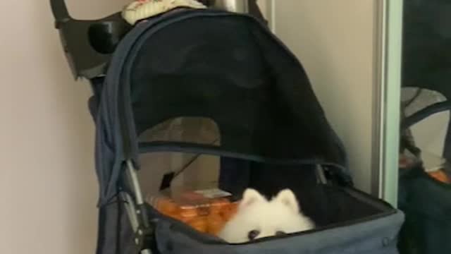 Exciting puppy before going for a walk