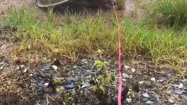 Catch a chicken