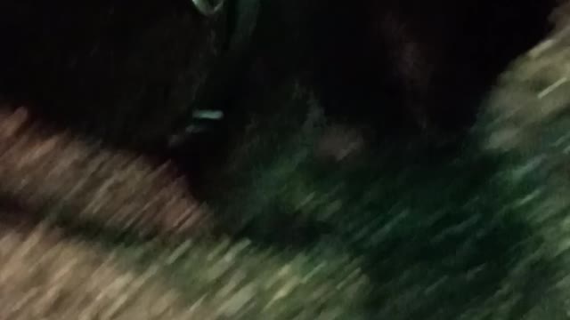Un perito tan bonito que la noche no se ve