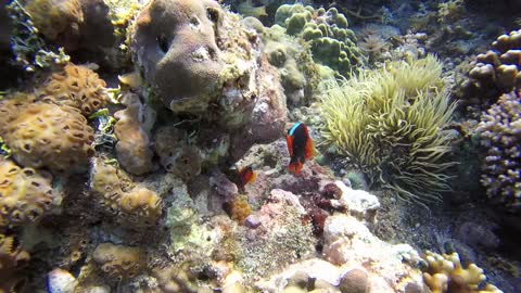 Cutie fishes