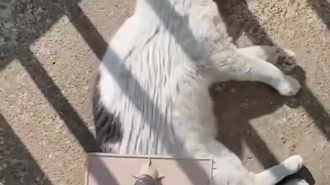 Cat massage