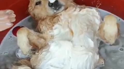 Dog bathing with soap