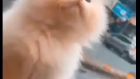 Cat | Cute Cat Video | Animals Videos| Sweat Cat Looking inside car