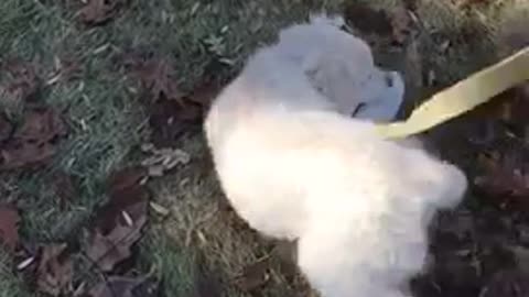 White puppy rolls around on green grass on white leash