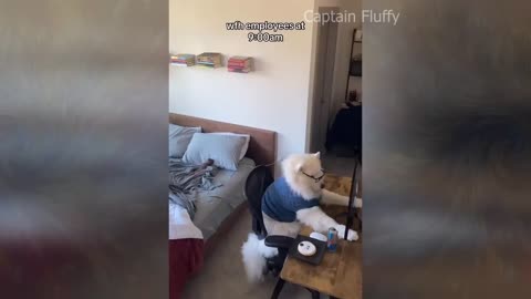 Try Not To Laugh Dogs And Cats