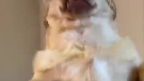 Dangerous Dog So Carefully Funny Dogs Attack dogs