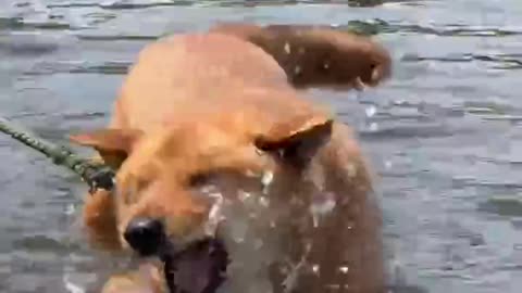 Dog Tries to Shake Off While Still in the Water #dumbpets