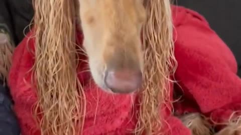 #Dog# Cat #Funny # Relax# pets funny video