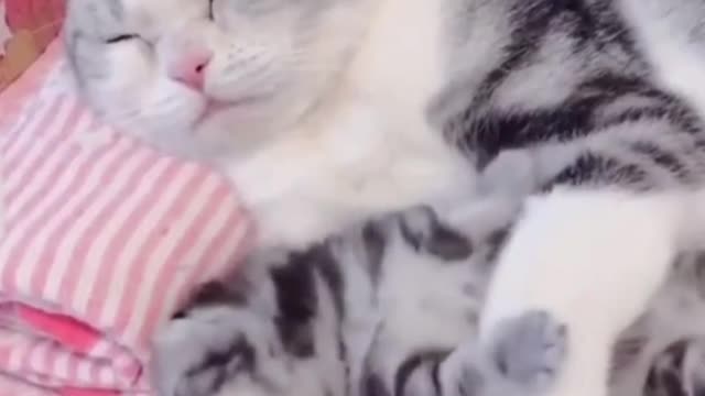 Funny And Cute Cat Video - Let Me Go Out To Play