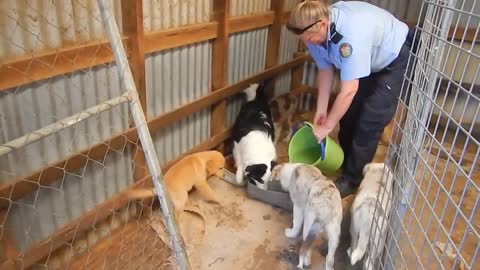 Amazing Puppy Farm Rescue