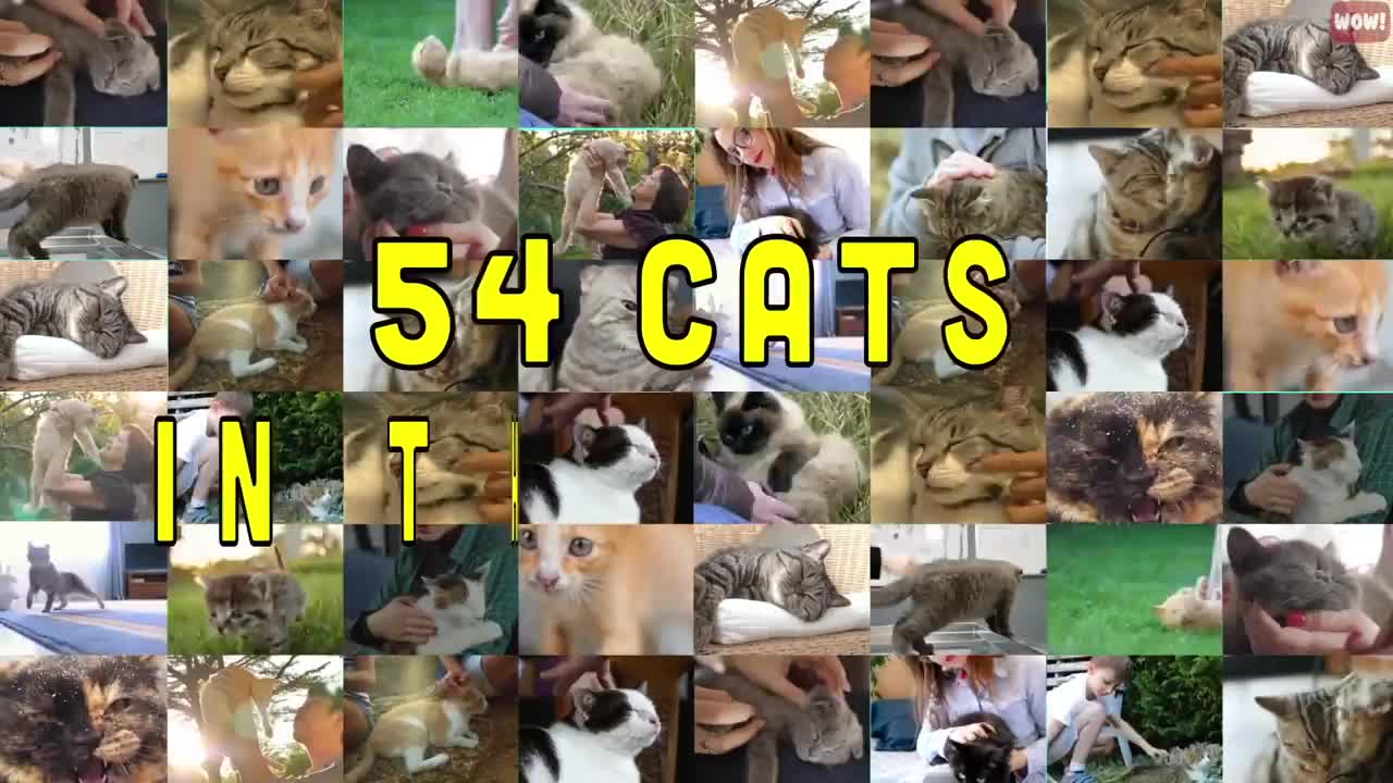 How to increase Bond with Cats