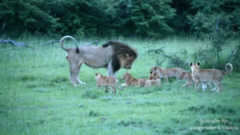 Lion Daddy Babysitter roars, Rekero male, Maasai Mara
