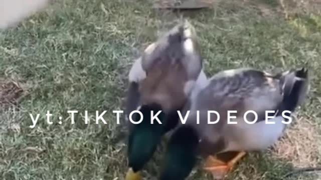 Funny Animal Videos 2022 🐕 Cats And Dogs Videos