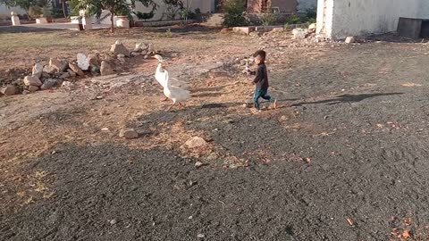 Duck Entertainment