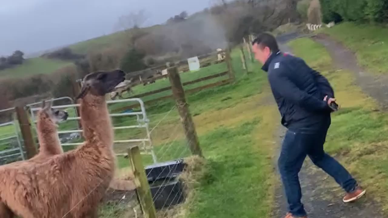 Man Gets a Dose of His Own Medicine From a Lama