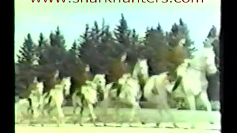 Germany pre-war, Sharkhunters 137d