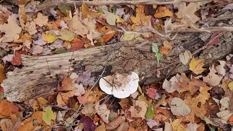 I spy mushroom hunting 🍄 xgames easy mode