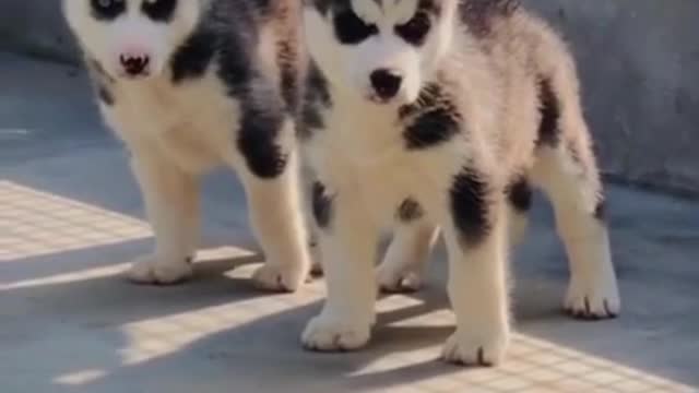 Wow 🤩 You will never Seen Before 🐶 Cute Dog 🐶 #Dog