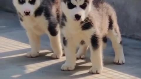 Wow 🤩 You will never Seen Before 🐶 Cute Dog 🐶 #Dog
