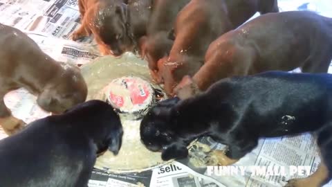 Cute Doberman Puppy Compilation