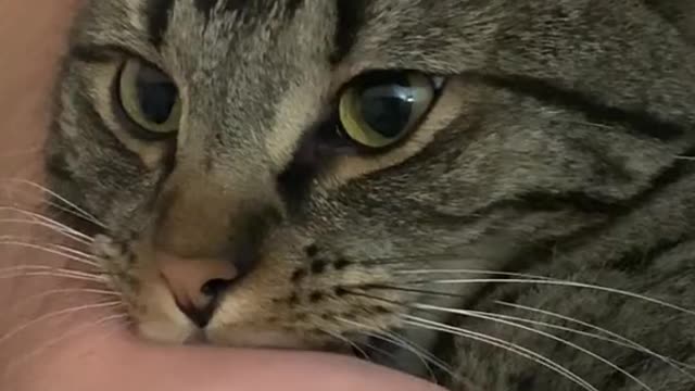 Why cats bite 🐱 #catsoftiktok #cat #fyp #viral #catbite #foryou #catattack