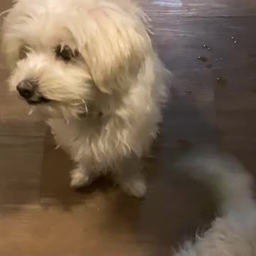 God’s Word has given me life. Psalm 119 part 7 zayin #bible puppies God statutes been my songs