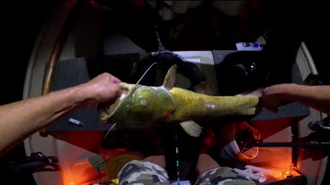 Caught a VA monster flathead catfish!