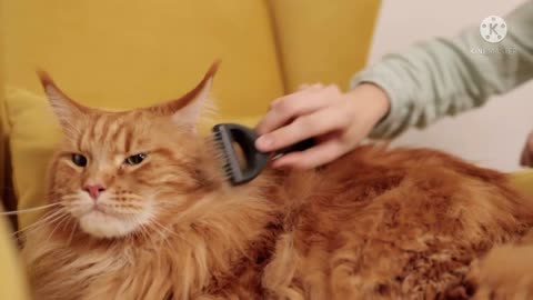 adorable cat