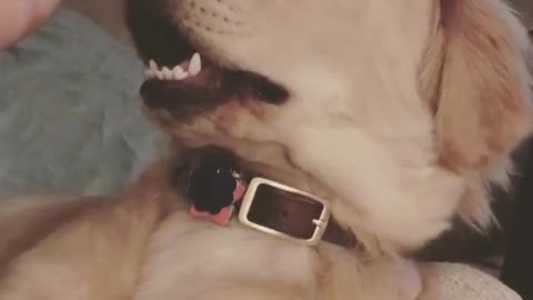 Dog doesnt like tap on nose