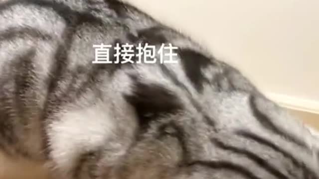 Funny Animal Videos 2022 π - Best Dogs And Cats Videos πΊπ