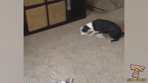 nolty dog