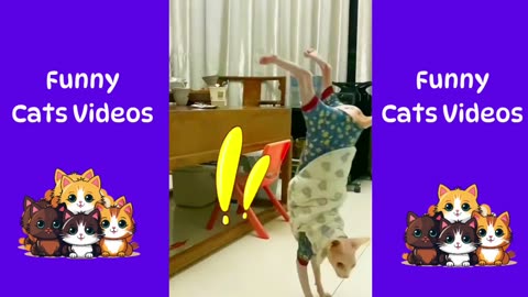 Kitty Comedy: The Funniest Cats Videos