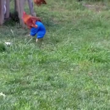 so we got our chicken some pants