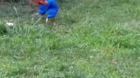 so we got our chicken some pants